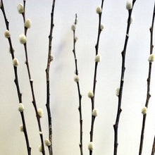  Pussy Willow