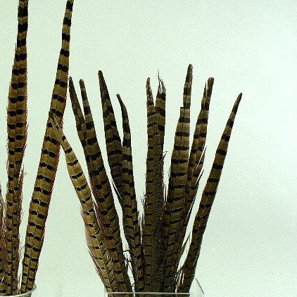 Ringneck Pheasant