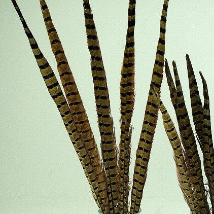 Ringneck Pheasant