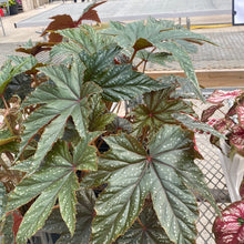  Caladium 6”