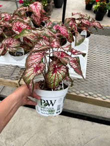  Caladium