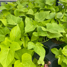  Potato Vine