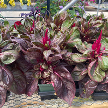  Celosia