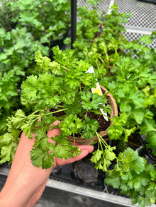  Parsley