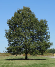  Red Oak