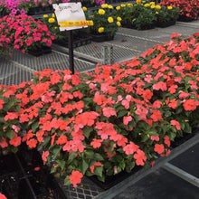  Impatiens