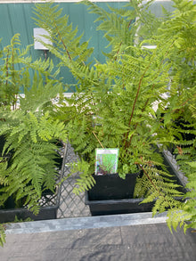  Lady Fern - Lady in Red