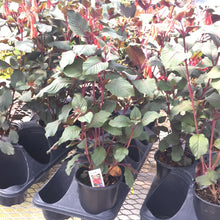  Fuchsia