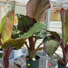 Red Abyssinian Banana