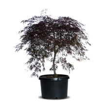  Tamukeyama Japanese Maple Tree