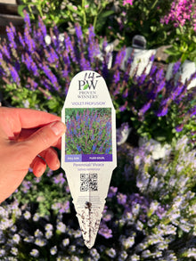  Salvia Nemorosa