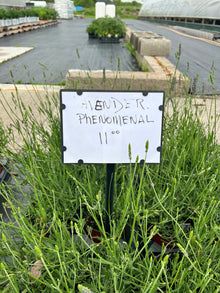  Lavender Phenomenal