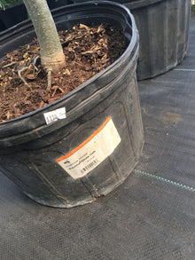  Swamp White Oak
