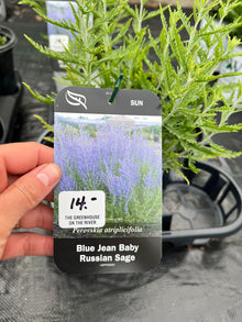  Russian Sage