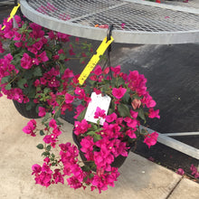  Bougainvillea