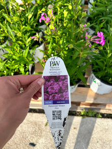  Phlox