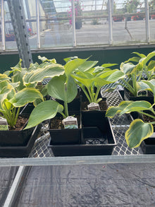  Hosta - Humpback Whale
