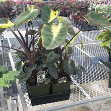  Colocasia