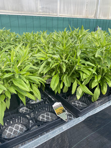  Rudbeckia