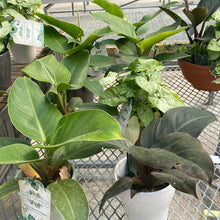  Indoor House Plants