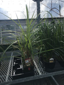  Japanese Silver Grass