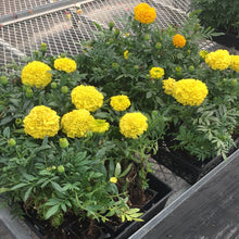  Marigold