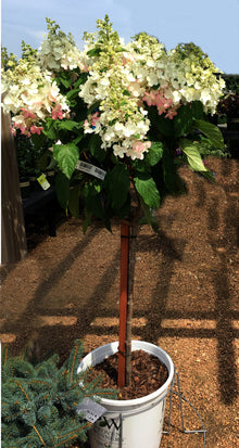  Quick Fire Hydrangea Tree