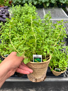  Sweet Marjoram