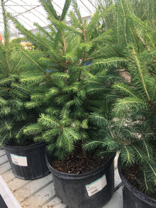  Norway Spruce