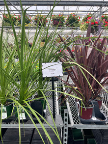 Cordyline