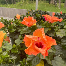  Hibiscus 10”