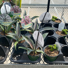  Succulents