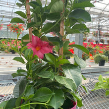  Dipladenia Madinia