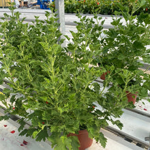  Citronella Geranium