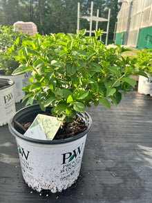  Panicle Hydrangea