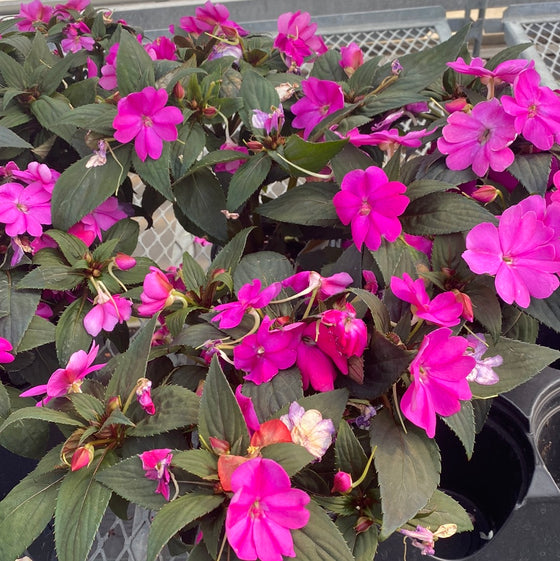 Sun Patients Compact Lilac