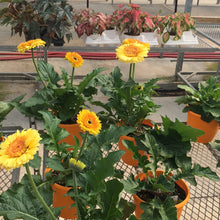  Patio Gerbera