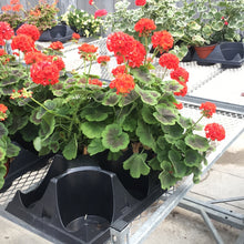  Geranium