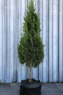  Eastern Red Cedar