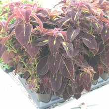  Coleus