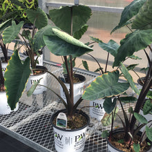  Colocasia - Heart of the Jungle