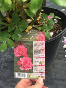  Garden Bella