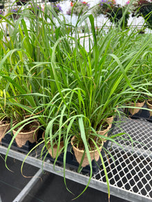  Lemon Grass
