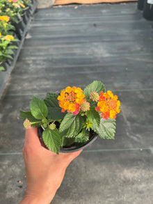  Lantana